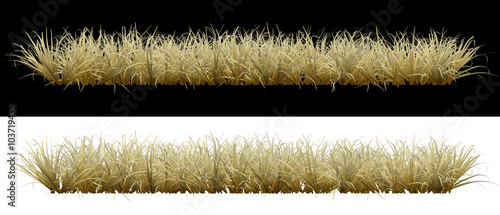 Photos Dry grass on an isolated background