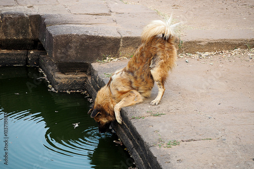 dog drinking water