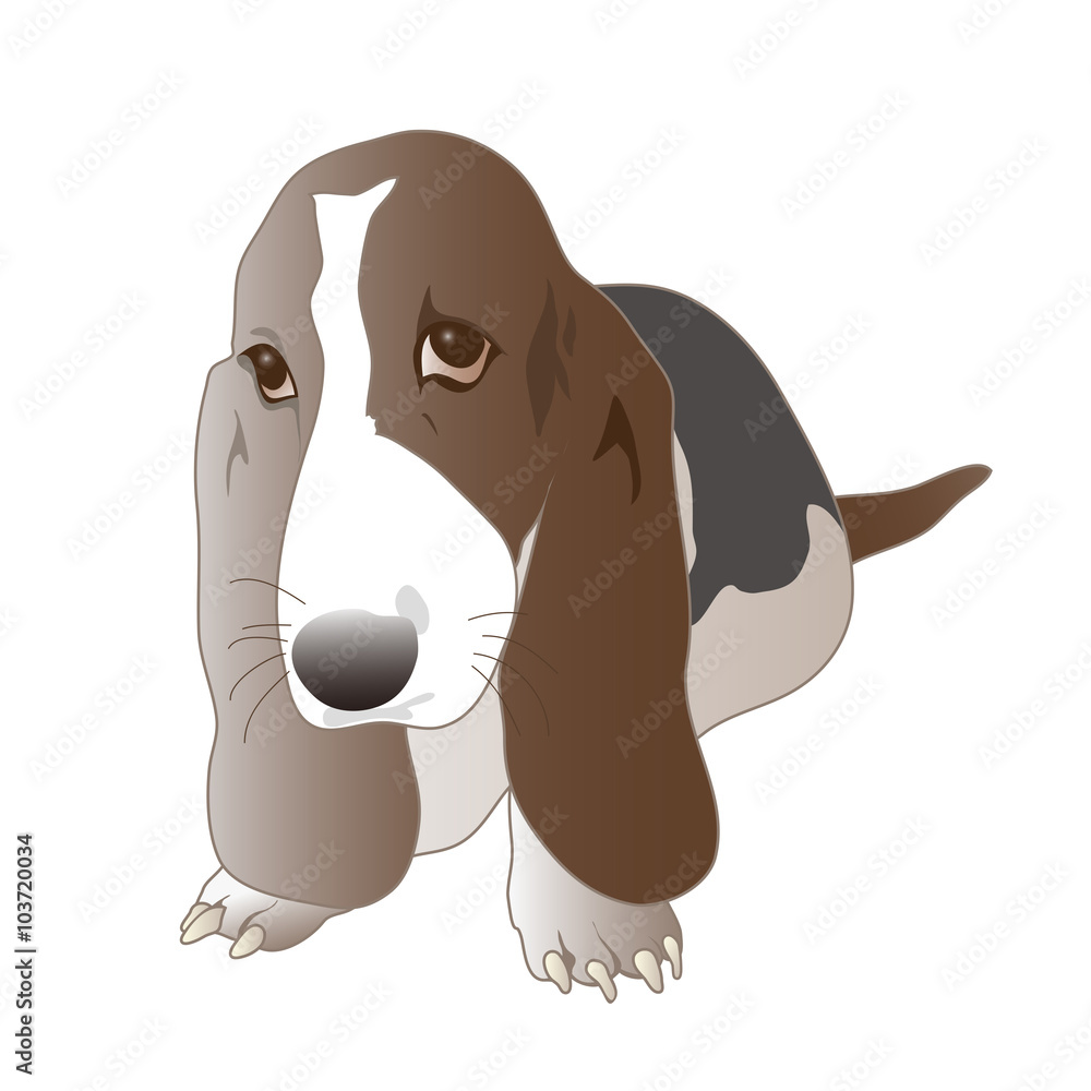 バセット ハウンド犬のイラスト Stock Vector Adobe Stock