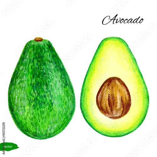Avocado, half of avocado, avocado seed. Hand drawn watercolor painting isolated on white background. Vector illustration of fruit avocado. 