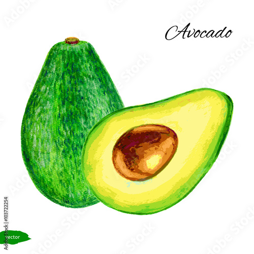 Avocado, half of avocado, avocado seed. Hand drawn watercolor painting isolated on white background.