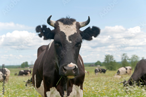 Fototapeta Naklejka Na Ścianę i Meble -  Black and white cow full face with figure cutout ear marks 

