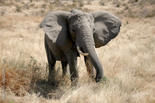 Elephant in the savannah of Tanzania - Africa
