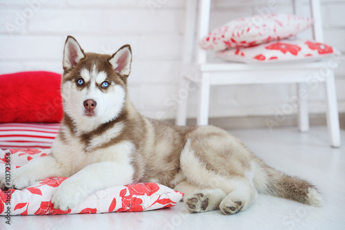 High bred adorable Siberian Husky puppy as the sweetest present