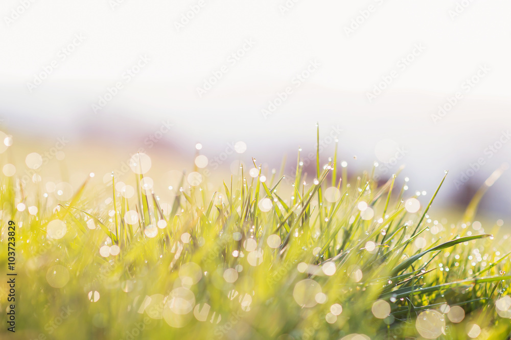 Fototapeta premium Morning dew drops on blades of green grass, sunrise