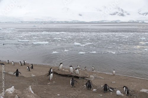 View from Neko Harbour, Antarctic Peninsula, Antarctica. Gentoo Penguins in foreground.