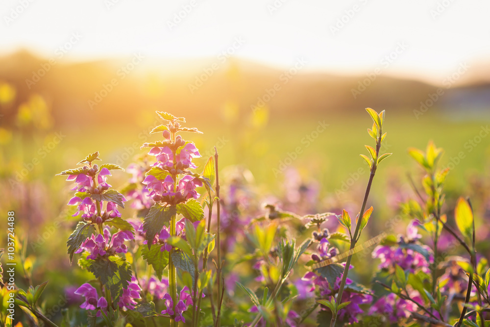 Summer meadow with colorful flowers. Sunny nature, sunset