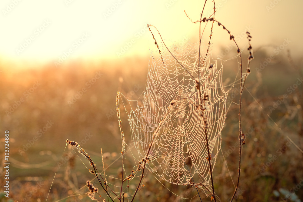 Spiderweb with dew drops at sunrise