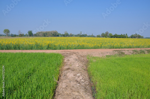 Crossroad at rice fleld photo