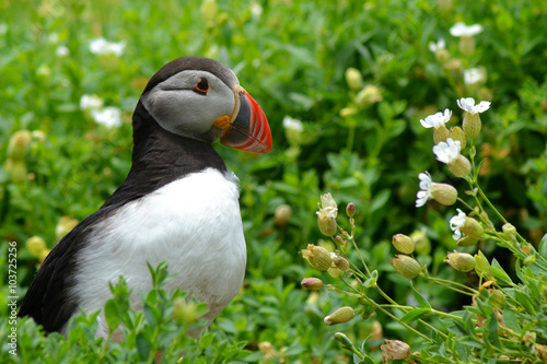 Puffin and flowers