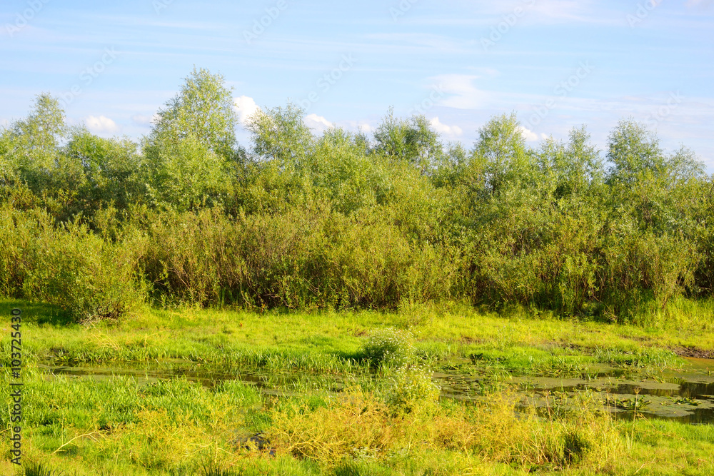 Fototapeta premium Swamp at sunny day.