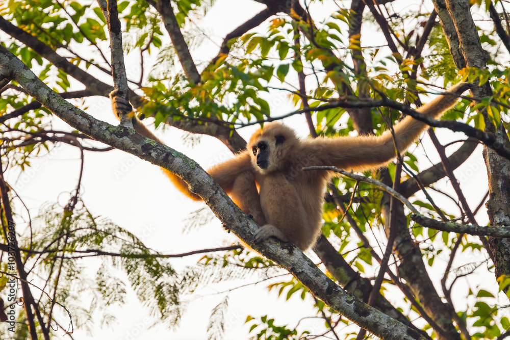 Obraz premium Close up of common gibbon, White-handed gibbon(Hylobates lar) on the tree 