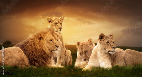 African lions resting in the green grass.