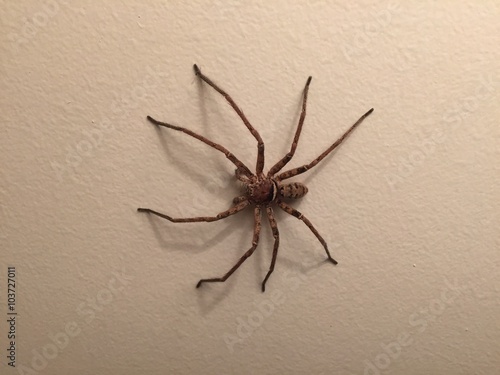Huntsman Spider on White Wall
