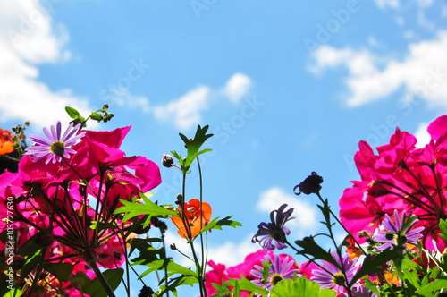 Sommerbluete