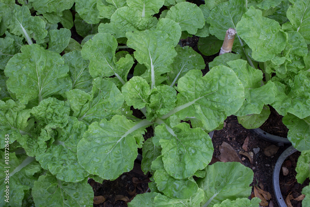 vegetable garden vegetable garden