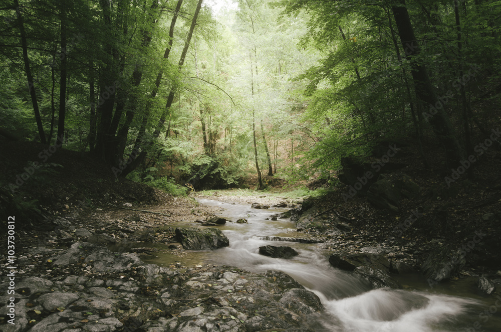 nature landscape river in forest nature landscape river in forest