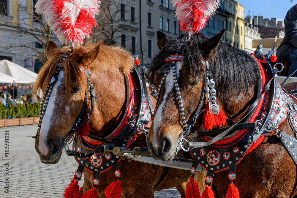 Pferde in Krakau