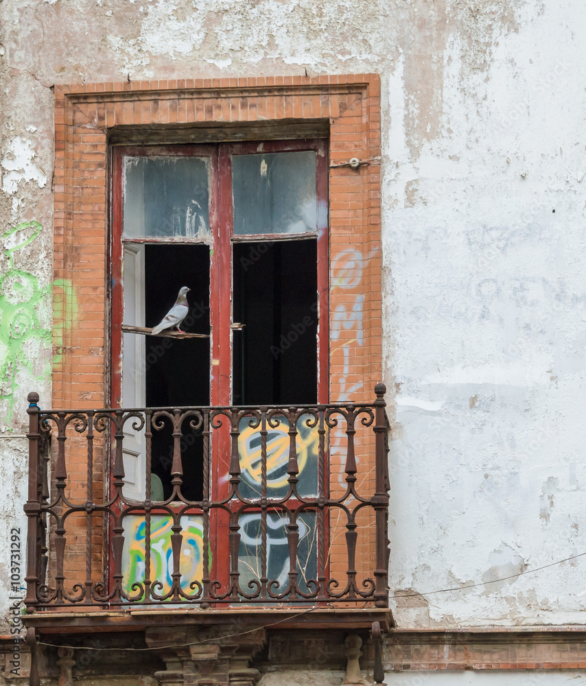 Bird sitting on a window in Sevilla Bird sitting on a window in Sevilla
