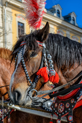 Pferde in Krakau