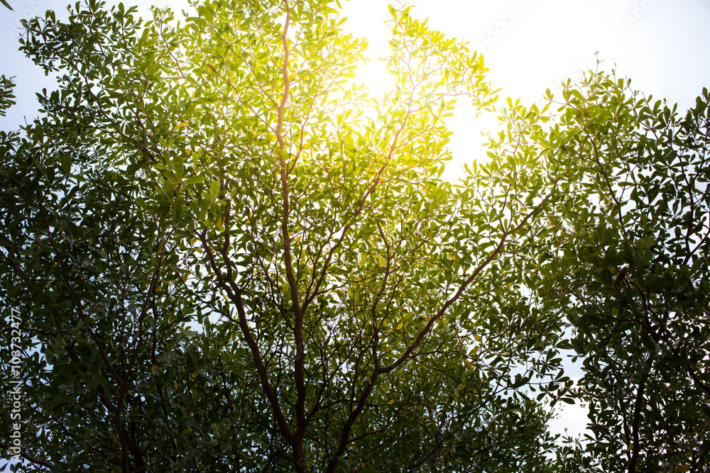 Obraz premium Sun rays shining through trees ,nature background