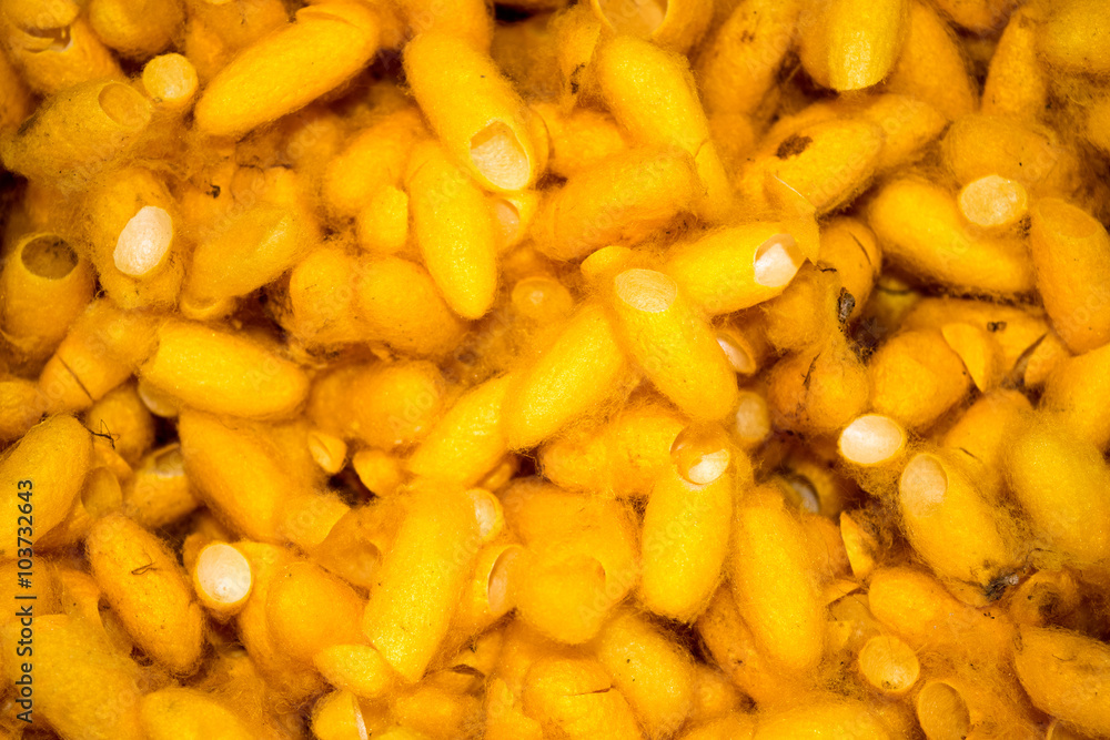 Close up Yellow Cocoon abstract background textures Close up Yellow Cocoon abstract background textures