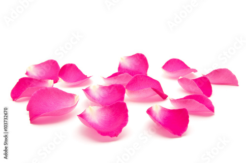 Petals of roses on a white background