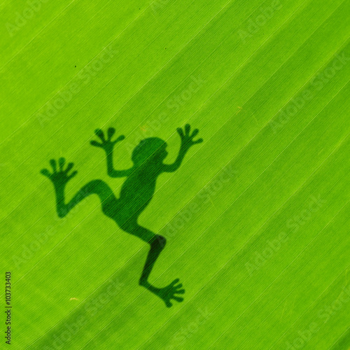 Frog shadow on the banana leaf