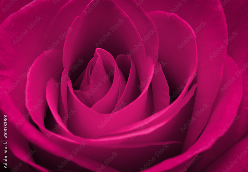 Close up macro of a pink rose Close up macro of a pink rose