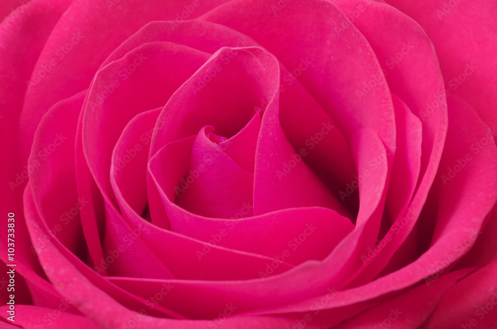 Close up macro of a pink rose Close up macro of a pink rose