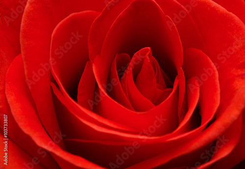 Close up macro of a red rose