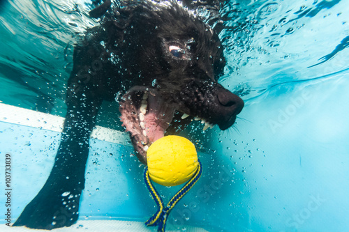 Hund unter Wasser