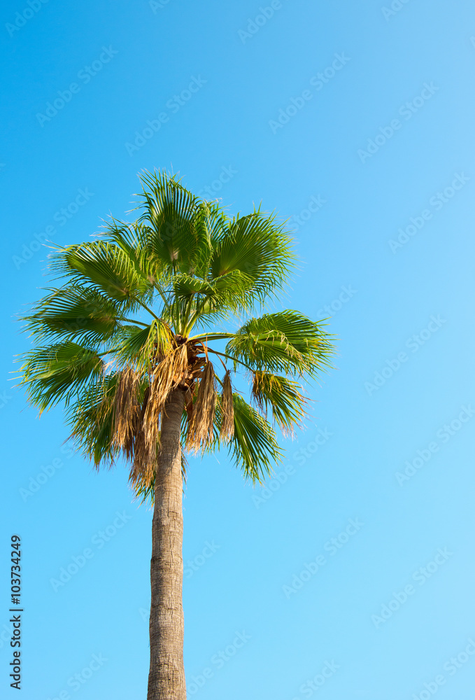 Fototapeta premium palm against the blue sky