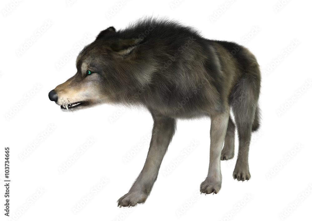 Fototapeta premium Wild Wolf on White