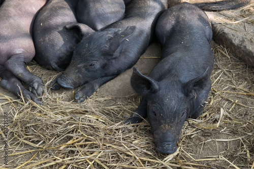 Group Cute baby black pig sleeping in pigpen.