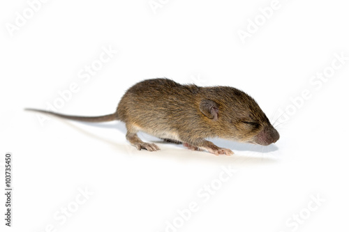 Cute baby rats isolate on white background © ananaline