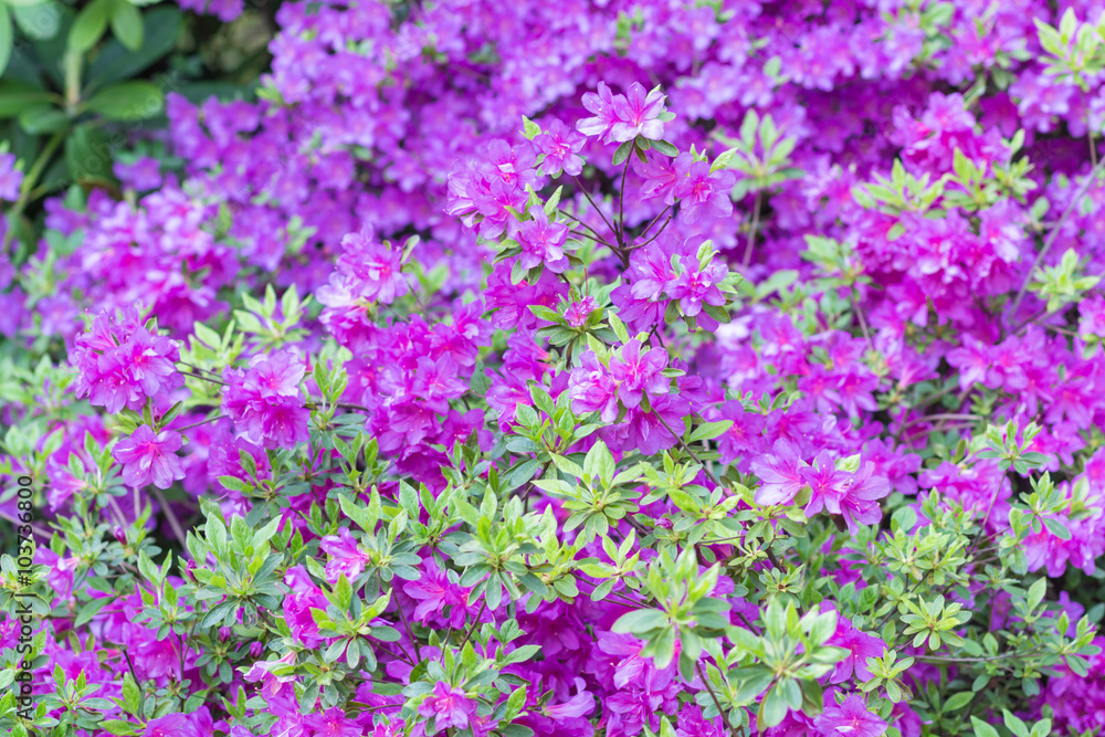blooming rhododendron in the botanical garden blooming rhododendron in the botanical garden