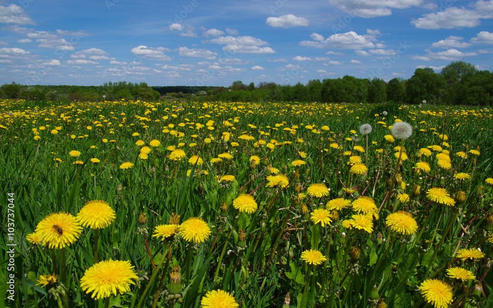 Obraz premium dandelion on meadow