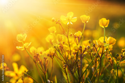 field of spring flowers