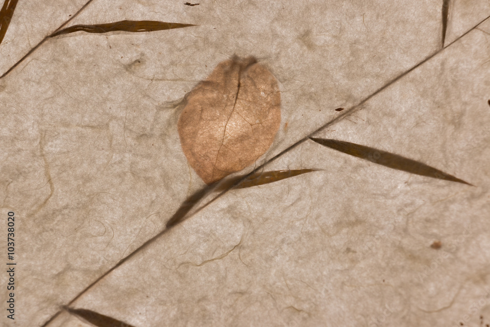 Fototapeta premium Closeup of handmademulberry papertexture background with leaf
