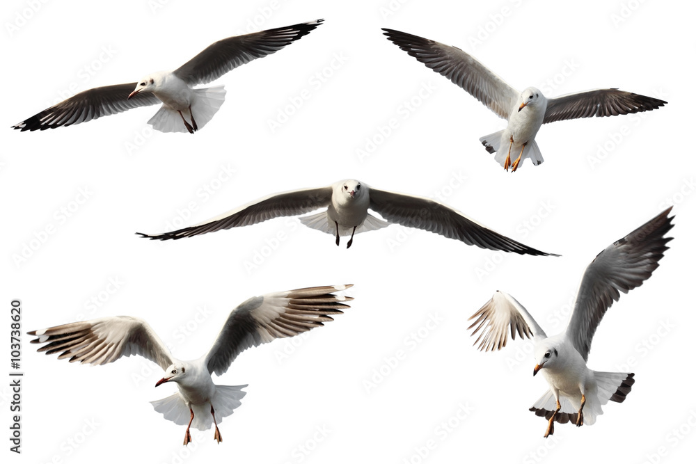 Naklejka premium set of seagulls.