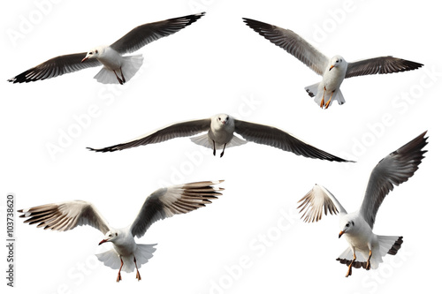 set of seagulls.