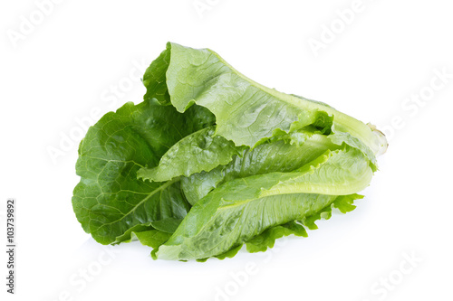 Cos Lettuce Isolated on White Background