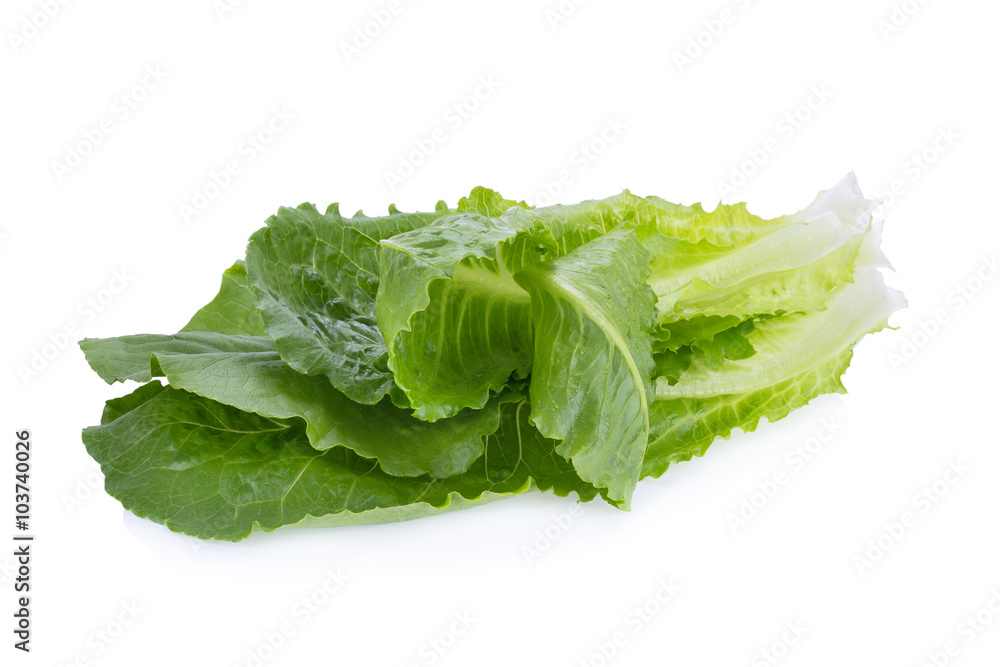 Cos Lettuce Isolated on White Background Cos Lettuce Isolated on White Background