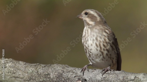 Purple Finch (Haemorhous purpureus) - Female 2 photo