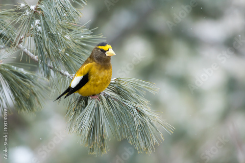 Evening Grosbeak, Coccothraustes Vespertinus, perched in a pine tree during a light snowfall.  Making eye contact.