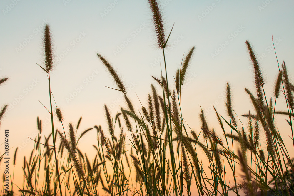 Fototapeta premium flower Sunset,Beauty sky and clouds in Thailand