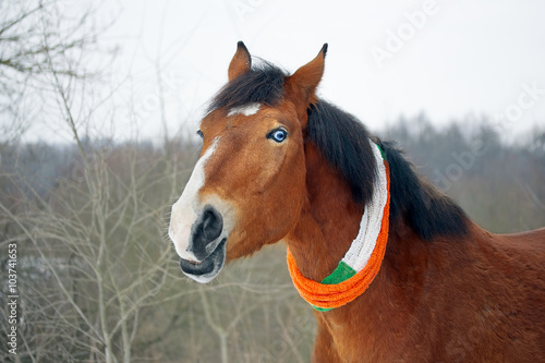 Horse celebrates St. Patrick's Day 