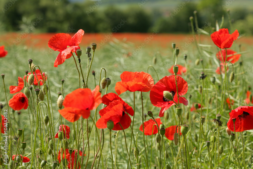 Naklejka premium Mohnwiese