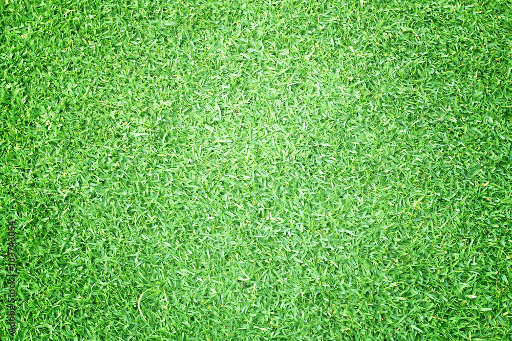 Fototapeta premium Pola golfowe zielony trawnik